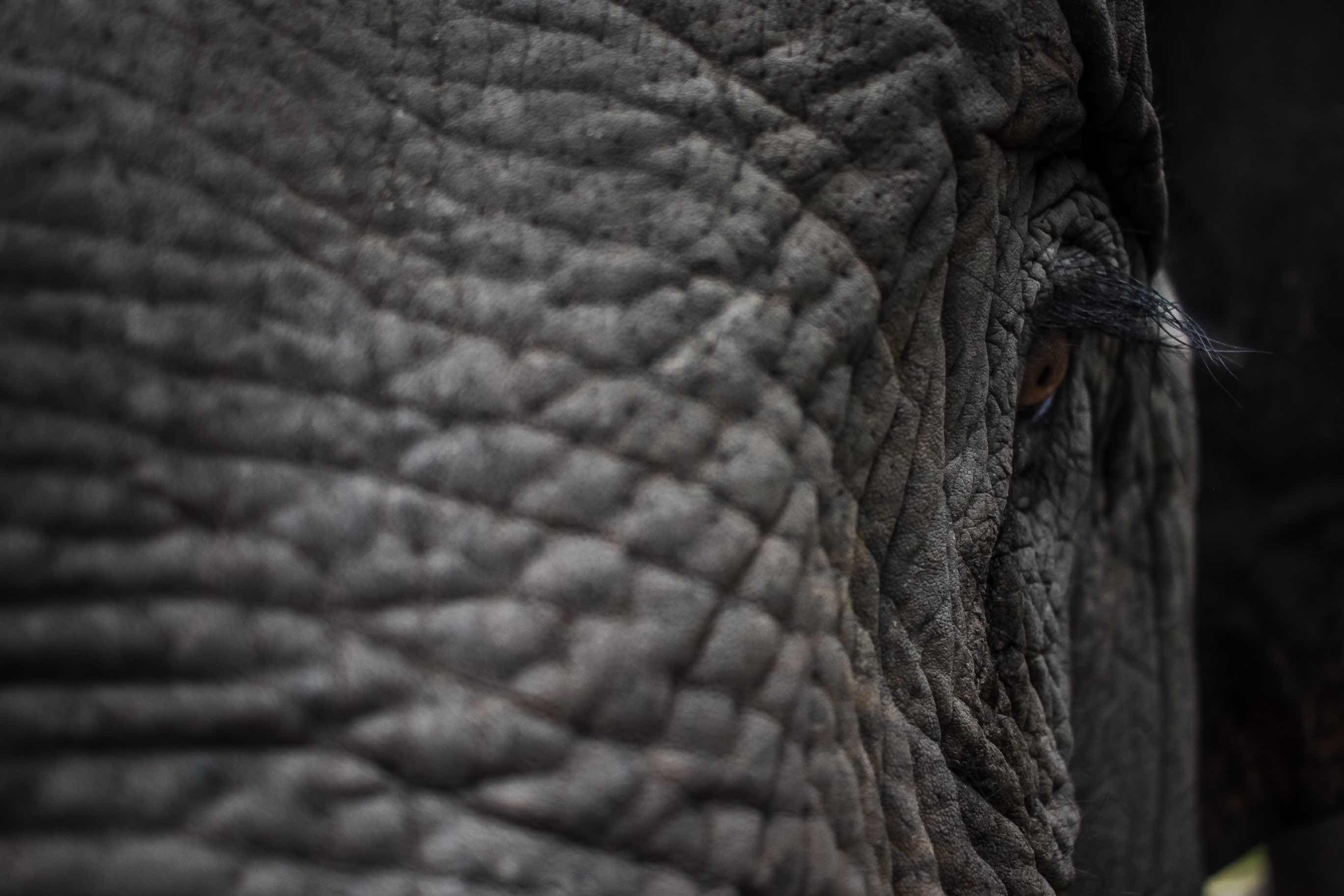 Elephant close up